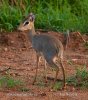 Dikdik Kirkův (Madoqua kirkii)