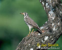 Drozd hbitý (Turdus litsitsirupa)