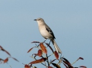 Drozdec mnohohlasý (Mimus polyglottos)