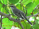 Drozdec tropický (Mimus gilvus)