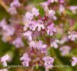 Dúška vajcovitá (Thymus pulegioides)