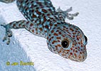 Gekon obrovský (Gekko gecko)