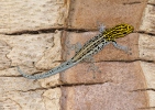 Gekonek soví (Lygodactylus luteopicturatus)