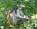 Guareza zanzibarská (Piliocolobus kirkii)