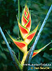 Heliconia (Heliconia sp.)