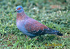 Holub bodkavokrídly (Columba guinea)