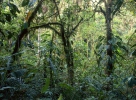 Horský deštný les (<em>PA</em>)