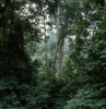 Horský deštný les (<em>VA</em>)
