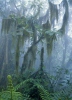 Horský mlžný les Bali (<em>BAL</em>)