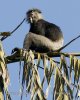 Hulman rudolící (Trachypithecus vetulus)