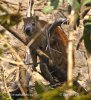 Hutia-konga (Capromys pilorides)