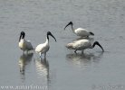 Ibis černohlavý (Threskiornis melanocephalus)