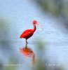 Ibis červený (Eudocimus ruber)