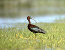 Ibis hnědý