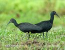 Ibis lesní (Mesembrinibis cayennensis)