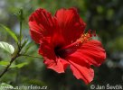 Ibišek (Hibiscus)