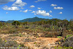 Isla Margarita (<em>VA</em>)