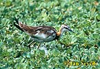 Jakana bažantia (Hydrophasianus chirurgus)