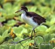 Jakana červenočelá (Jacana spinosa)