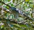 Jašteričiar pásikavý (Kaupifalco monogrammicus)