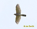 Jastrab šikra (Accipiter badius)