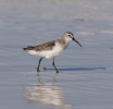 Jespák křivozobý (Calidris ferruginea)