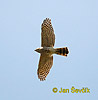 Jestřáb chocholatý (Accipiter trivirgatus)