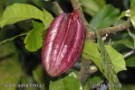 Kakaovník pravý (Theobroma cacao)