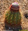 Kaktus (Melocactus caesius)