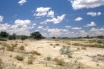 Kalahari - Nossob River (<em>ZA</em>)