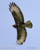 Káně lesní (Buteo buteo)