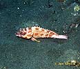 Kanic (Epinephelus fasciatus)