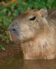 Kapybara močiarna