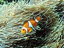 Klaun očkatý (Amphiprion ocellaris)