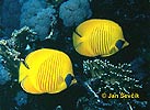 Klipka (Chaetodon semilarvatus)