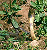 Kobra středoasijská (Naja oxiana)