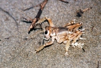 Kobylka (Schizodactylus inexpectatus)
