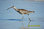 Koliha malá (Numenius phaeopus)