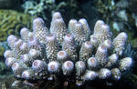 Korál (Acropora humilis)