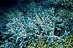 Korál (Acropora sp.)