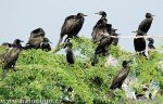 Kormorán indomalajský (Phalacrocorax fuscicollis)