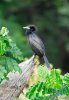 Kormorán menší (Phalacrocorax niger)