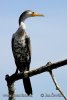 Kormorán neotropický (Phalacrocorax brasilianus)