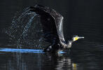 Kormorán veľký (Phalacrocorax carbo)