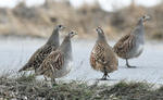 Koroptev polní (Perdix perdix)