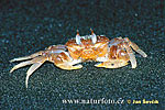 Krab (Crab sp.)