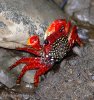 Krab (Crab sp.)