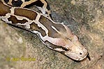 Krajta tygrovitá (Python molurus)