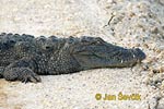 Krokodíl bahenný