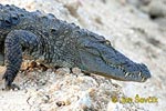 Krokodíl bahenný (Crocodylus palustris)